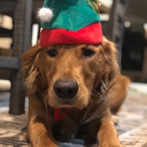 Meet your Posher, Diana